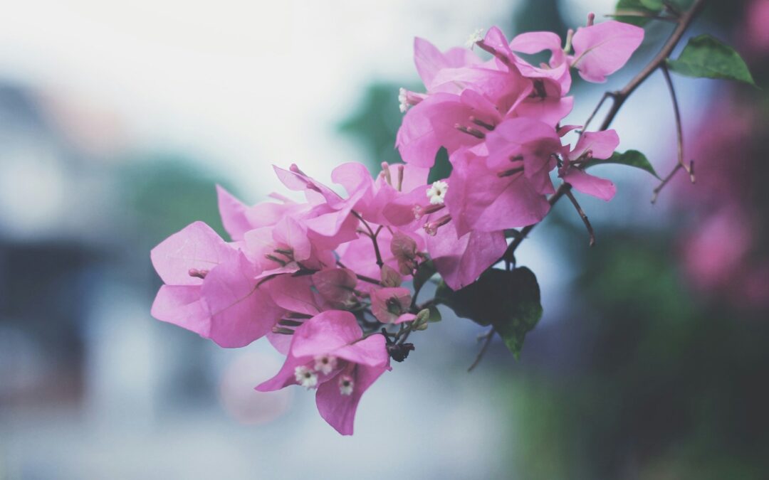 Cuida de tu jardín